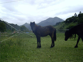 Asturcn el caballo de Asturias en Degu Cangas de Ons.